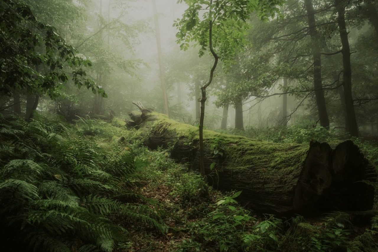 Dark forest scene. Insecure