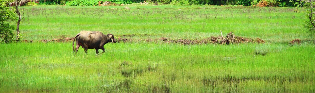 Water buffalo. Picture taken by me in Goa, India