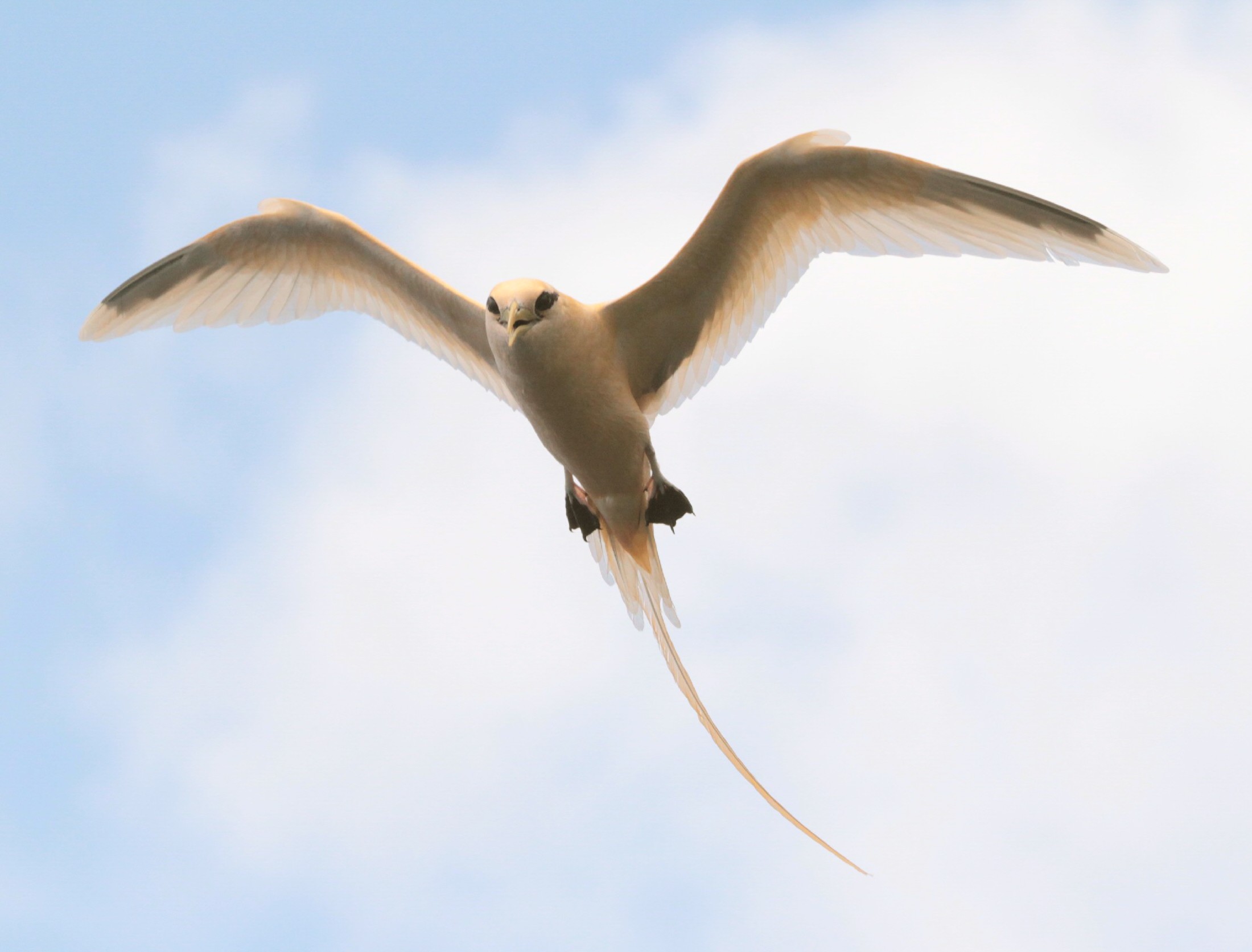 A golden bosun of Christmas Island