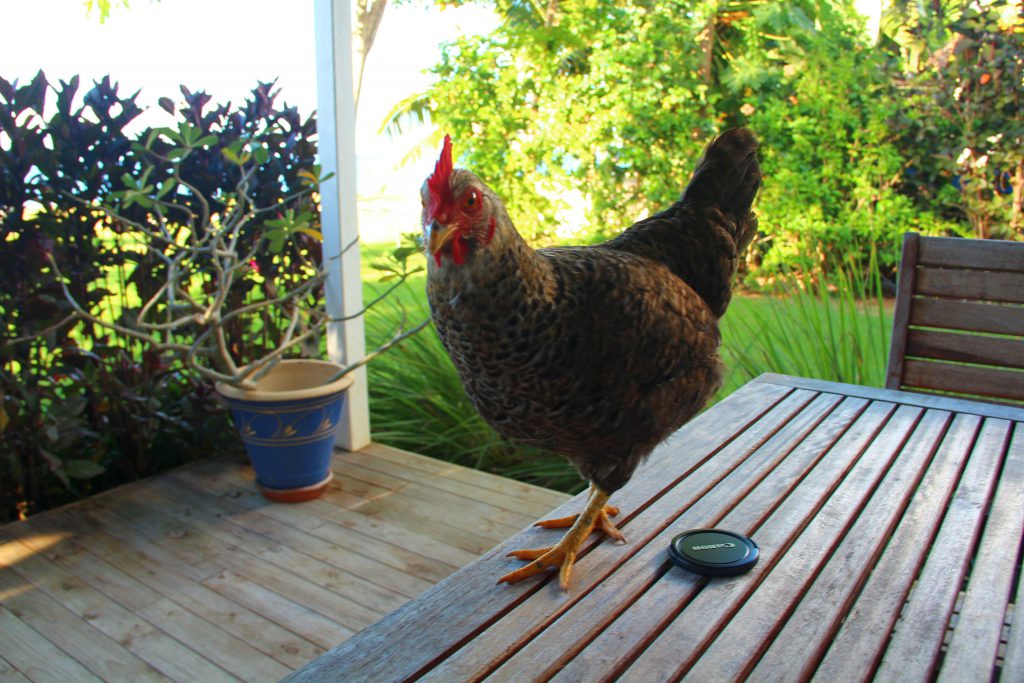 A chicken on my veranda, Rocky Point, Christmas Island