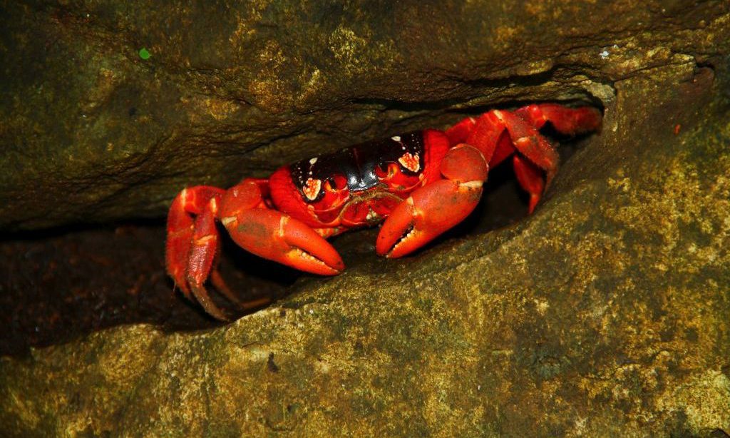 red crab